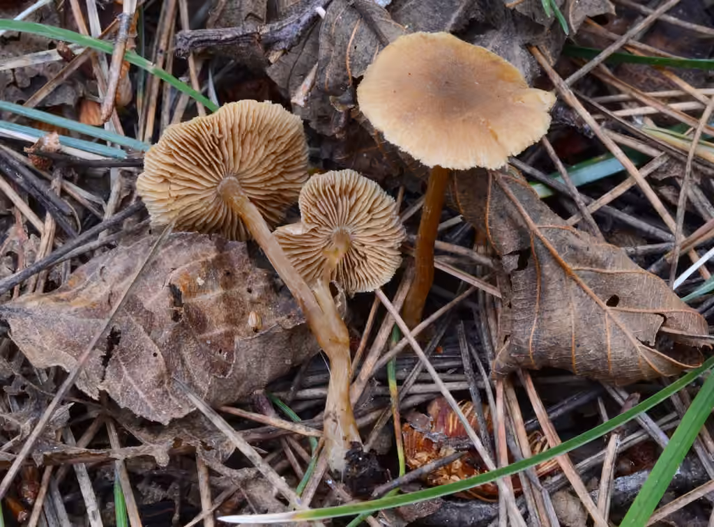 Ochre Aldercap