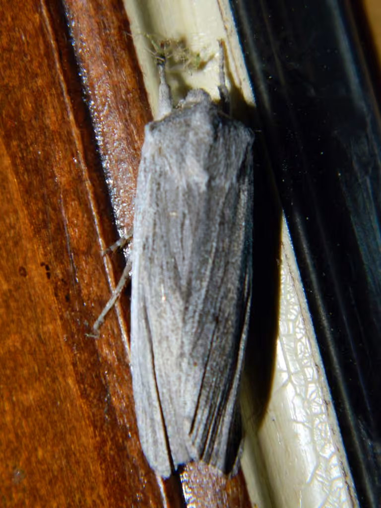 Hoary Pinion, Adulte
