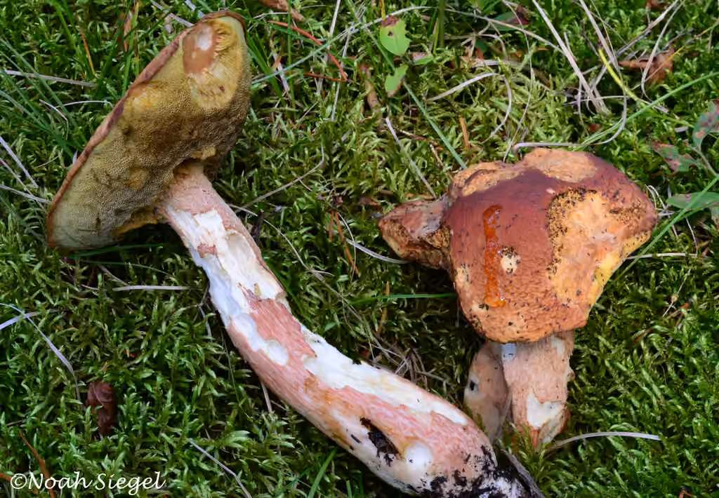 Almost bluing king bolete, photo 2 of 5