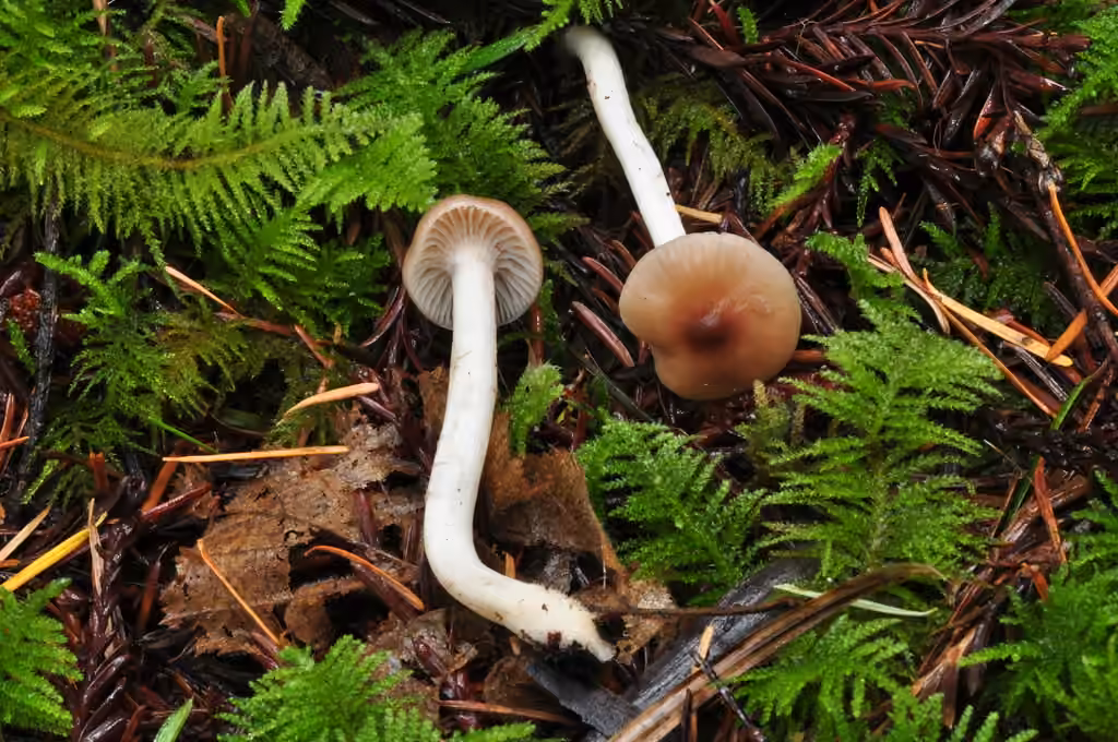 Toasted Waxcap, photo 1 of 5