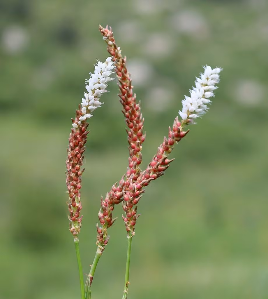 Alpine bistort, In fruit