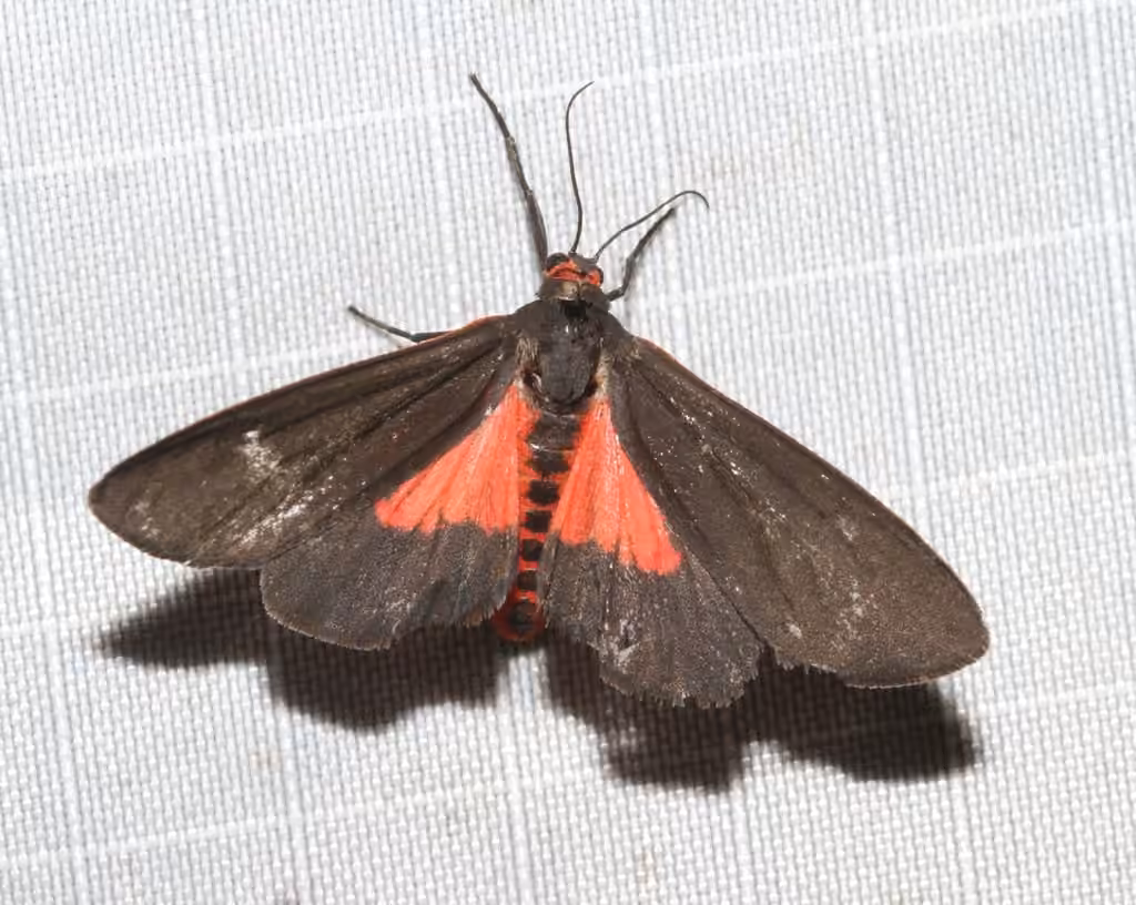 Joyful Virbia Moth, Adult