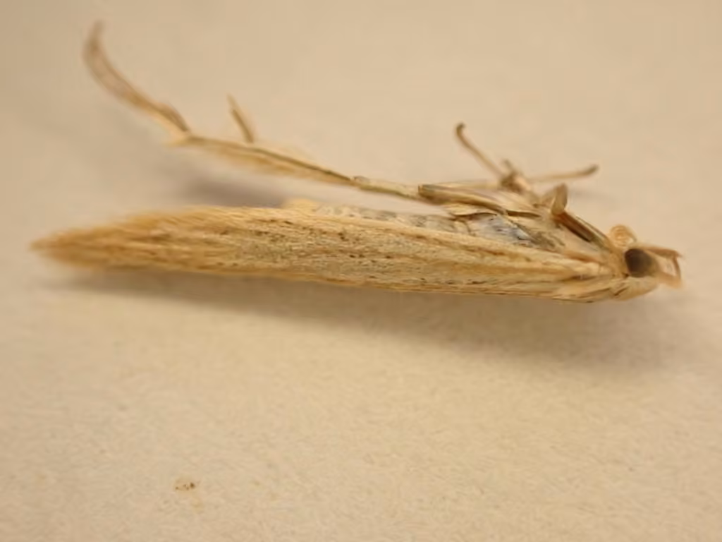 Pale Orache Case-bearer, Mâle