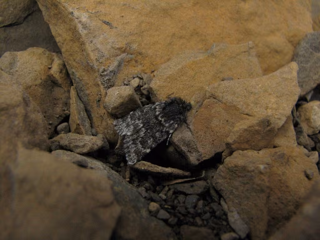 Alpine Sallow