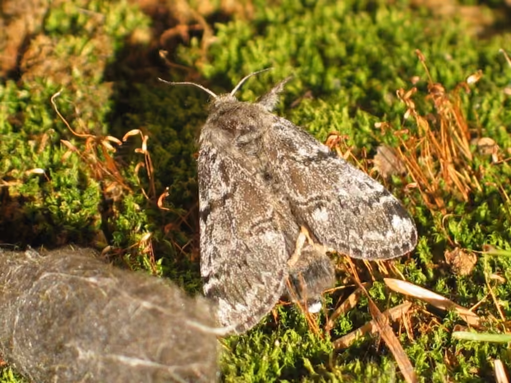Ross' Tussock Moth, Adult