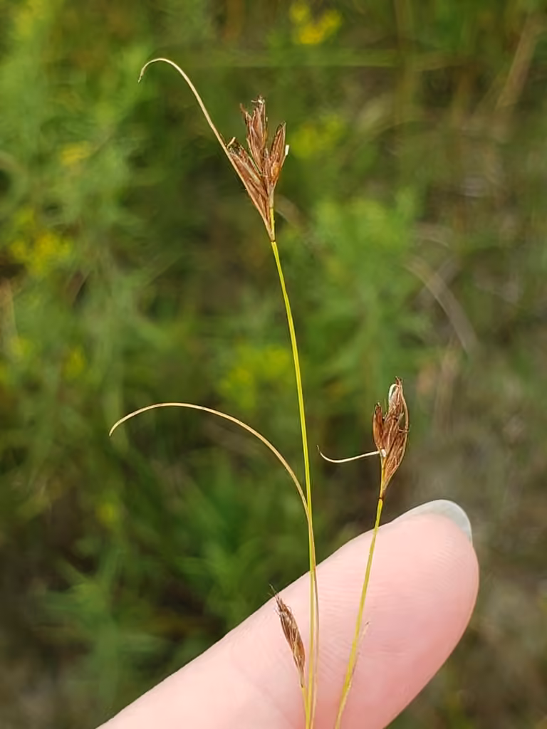 Rhynchospore capillaire, photo 1 sur 5
