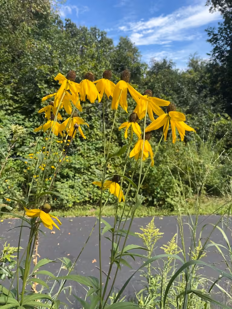 Pinnate prairie coneflower, In fruit
