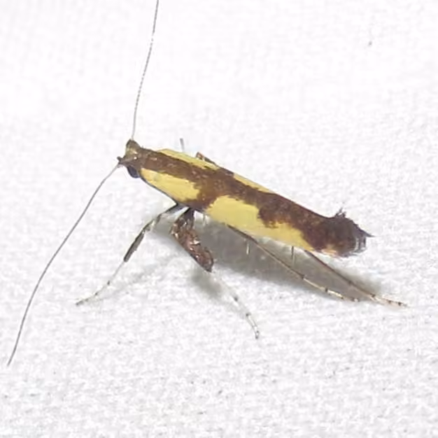 Walnut Caloptilia, photo 3 of 5