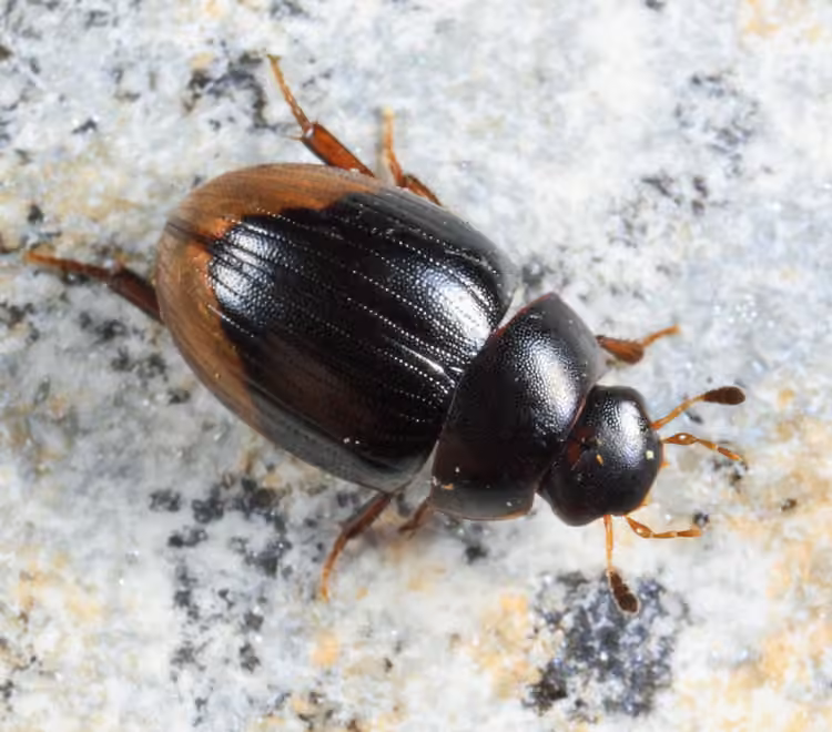 Spot-headed Water Scavenger Beetle, Adult