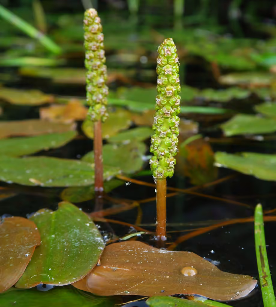 Potamot flottant