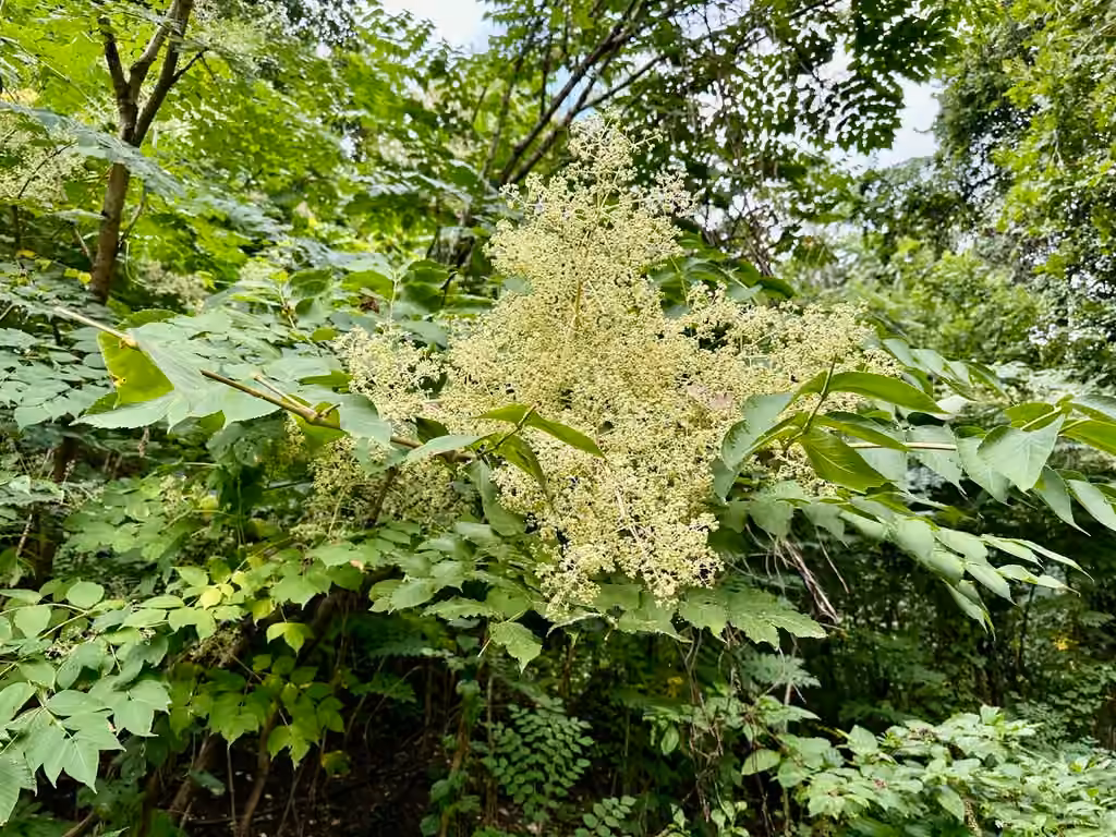 Japanese angelica tree, In flower