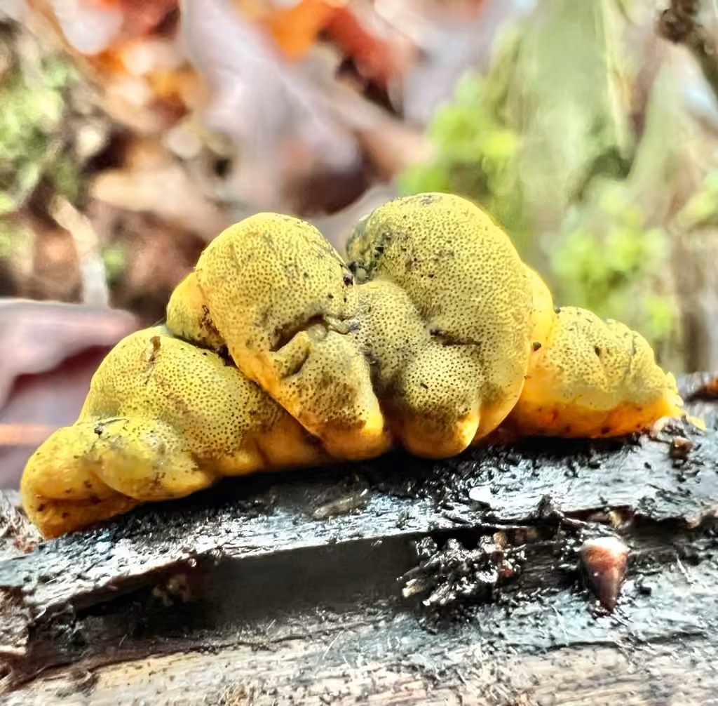 Thuemenella cubispora, photo 1 of 5