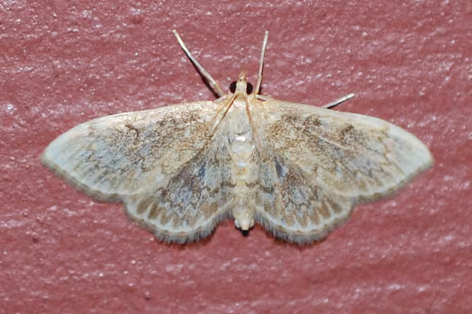Quebec Anania Moth, Adulte