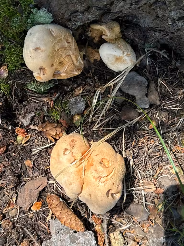 Polypore confluent, photo 3 sur 5