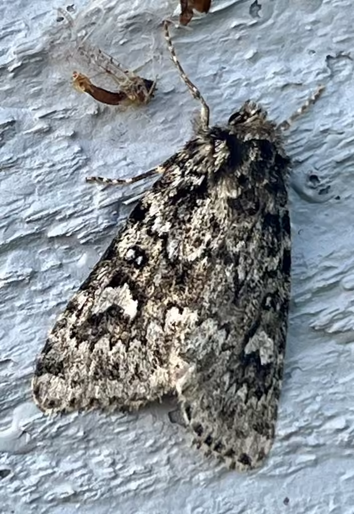 Noctuelle grise de l'épinette, Adulte