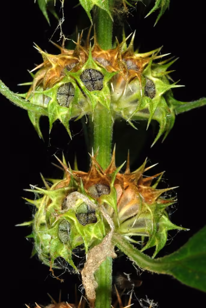 Agripaume cardiaque, En fruits
