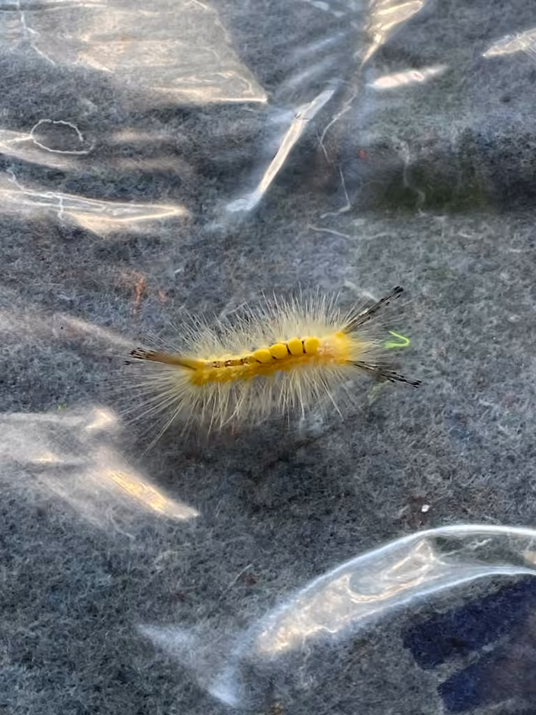 Definite Tussock Moth, Chenille