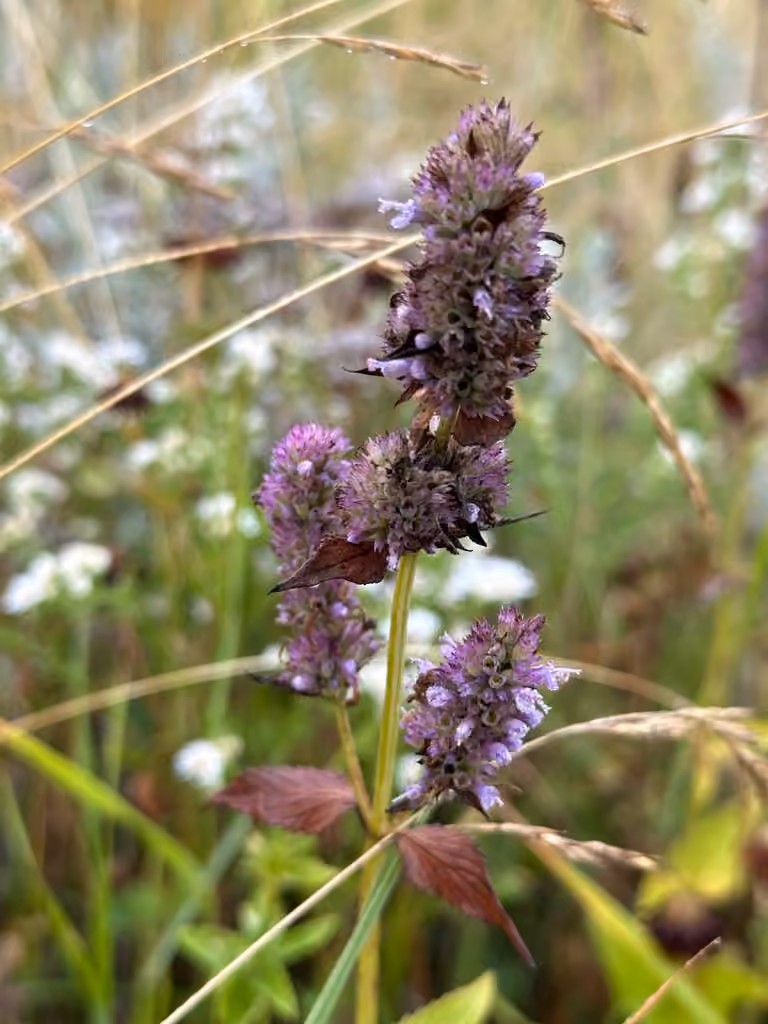 Agastache fenouil, En fruits