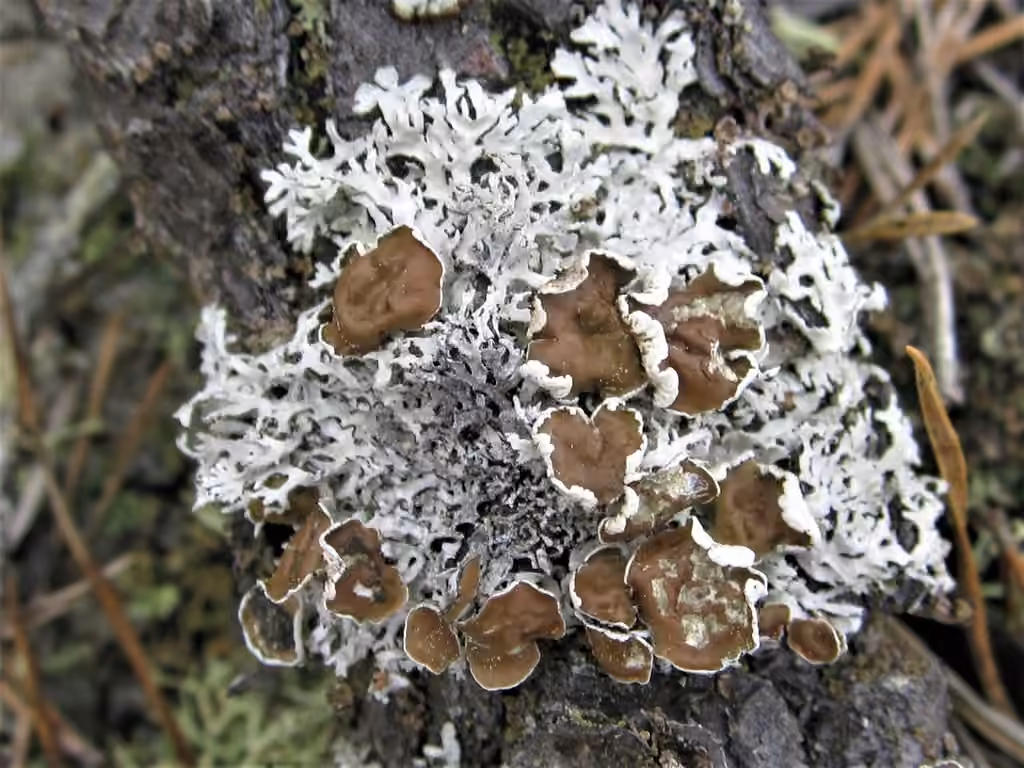 American Starburst Lichen, photo 1 of 5