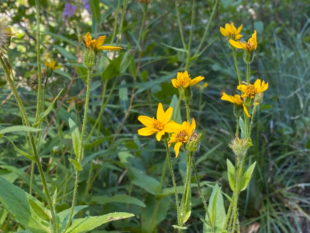 Lanceleaf arnica, In fruit