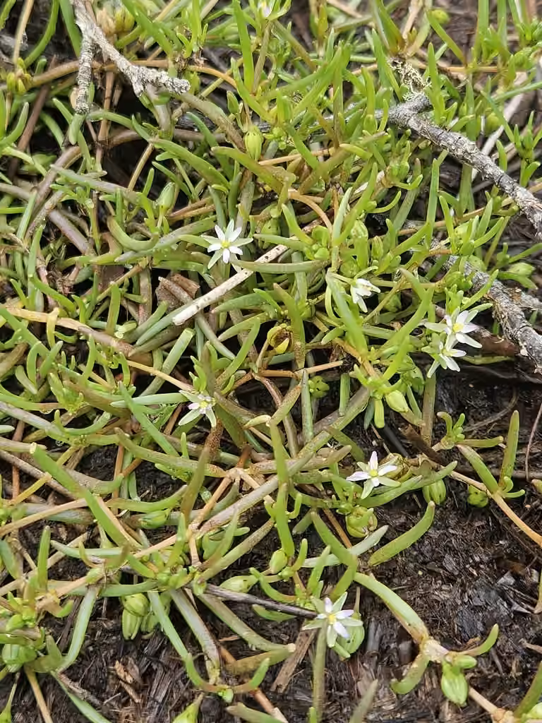 Canadian sandspurry
