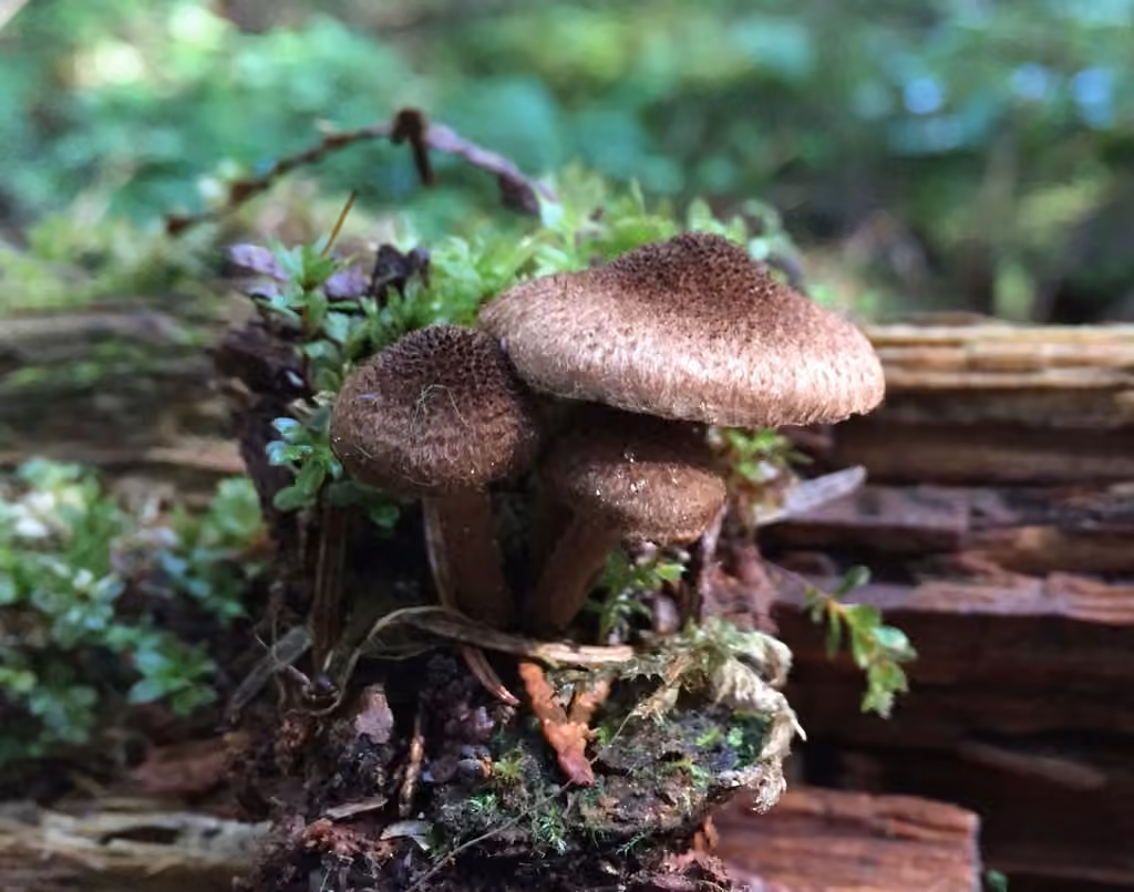 Inocybe laineux, photo 1 sur 5