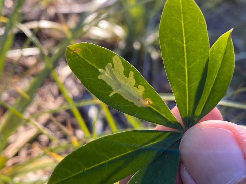 Micrurapteryx occulta, Caterpillar