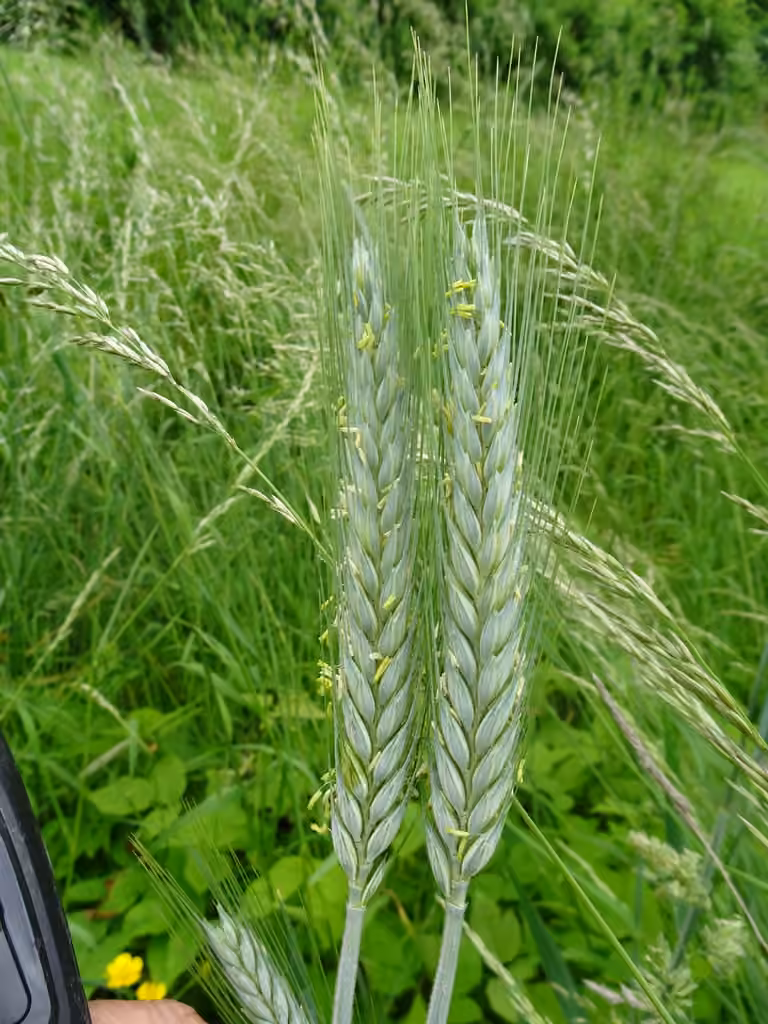 Blé commun, En fleurs