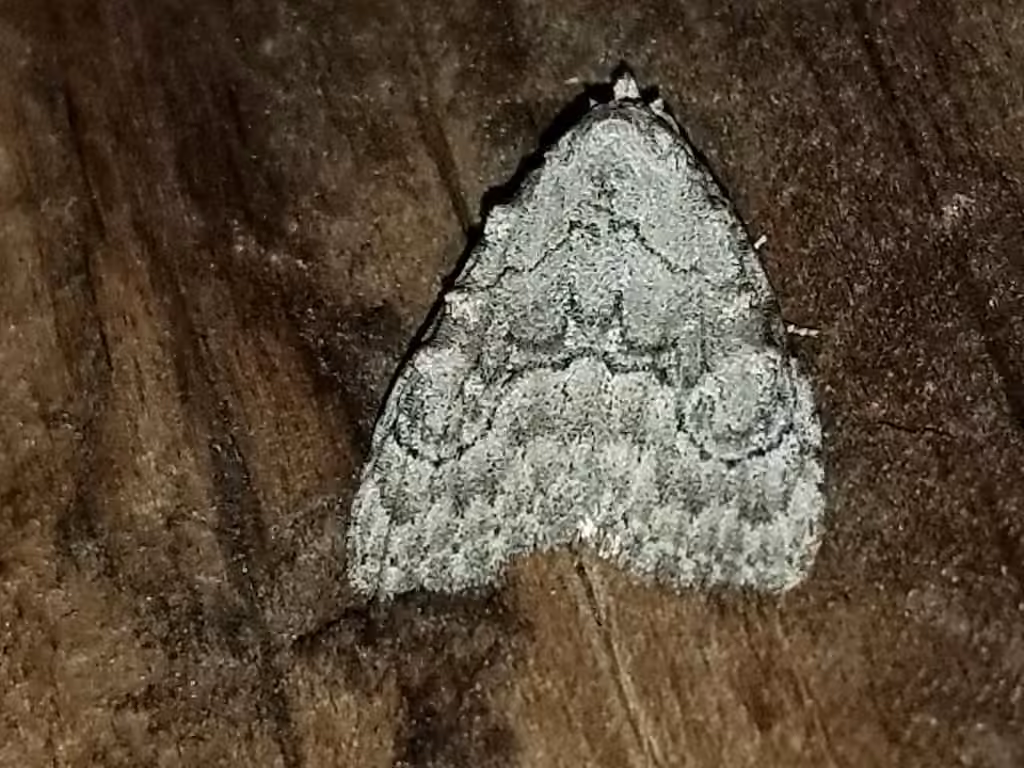 Ashy Meganola Moth, Adulte