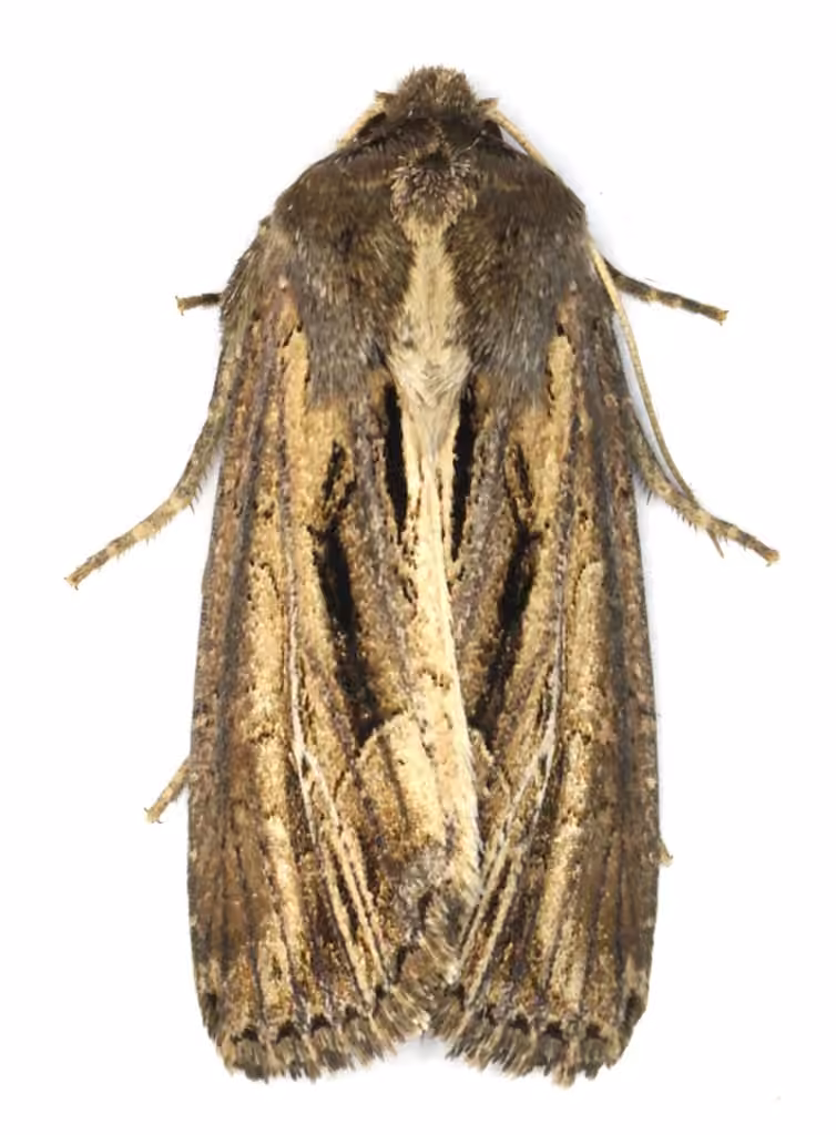 Four-lined Borer Moth, photo 2 sur 5