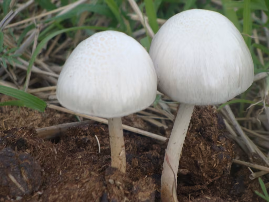 Panaeolus antillarum, photo 3 of 5
