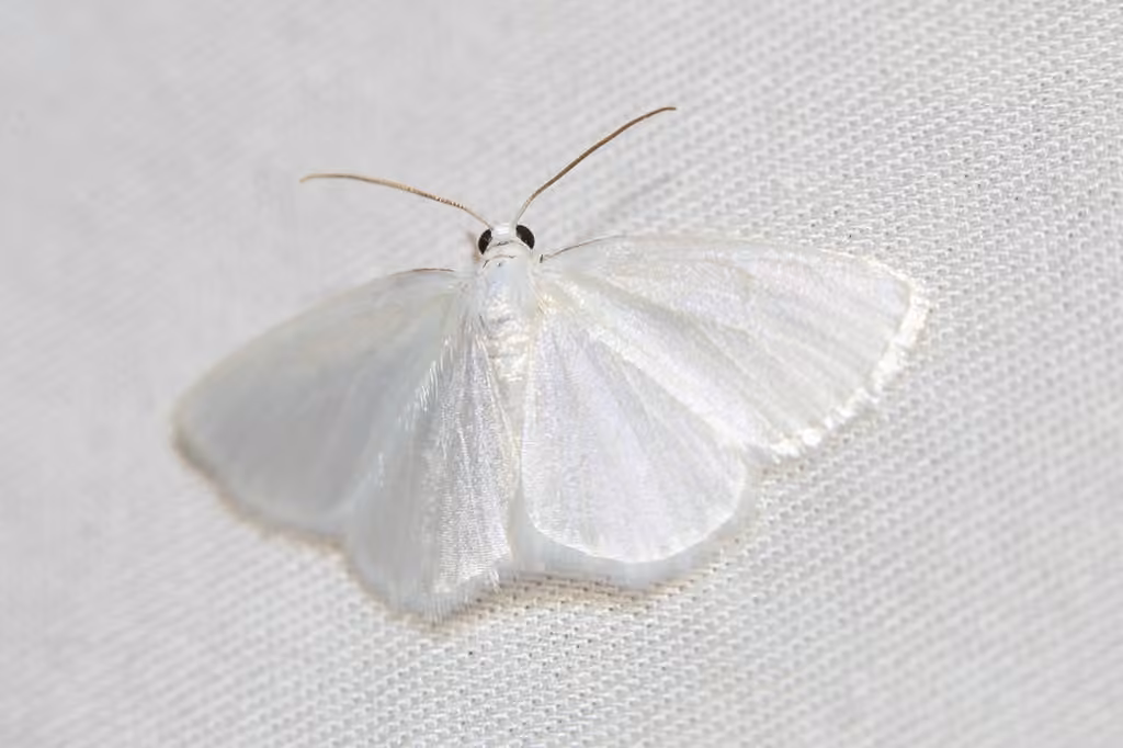 White Spring Moth, Adulte