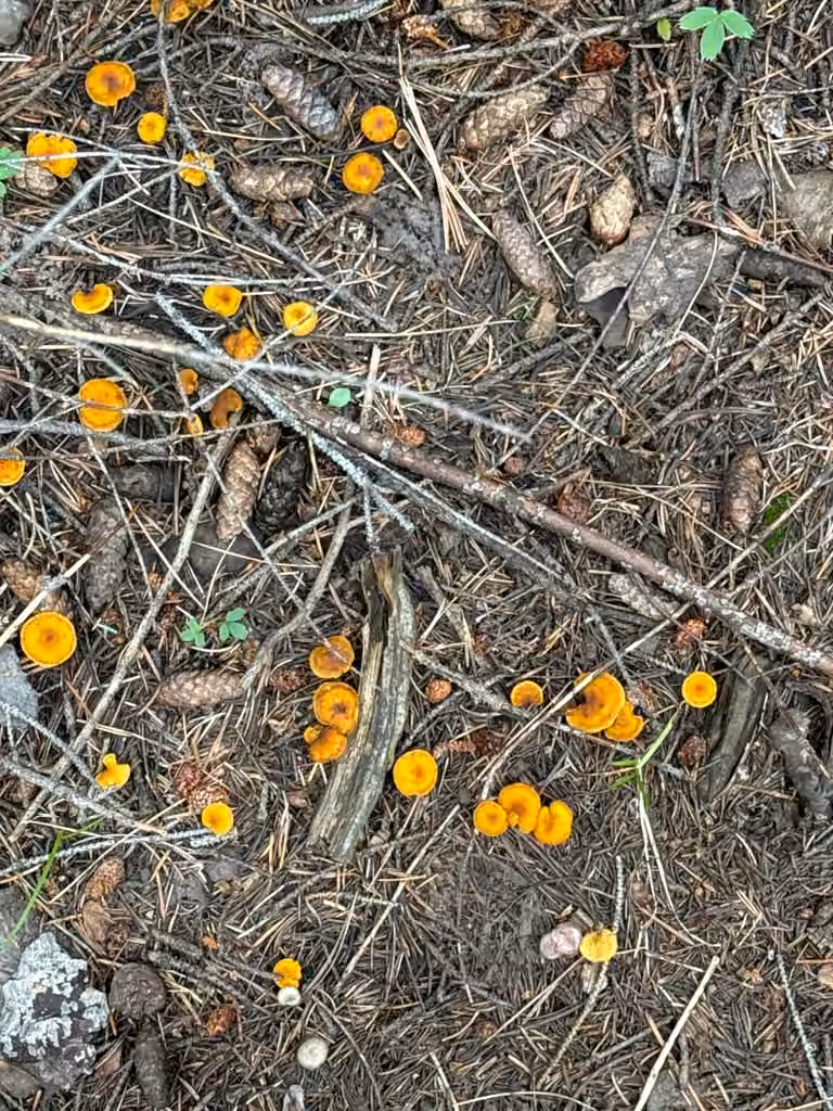 Orange Calocybe, photo 2 of 5
