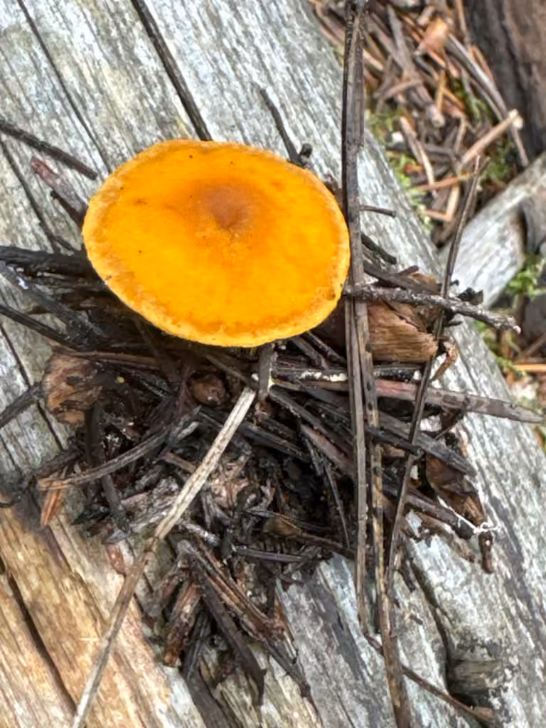 Orange Calocybe, photo 3 of 5