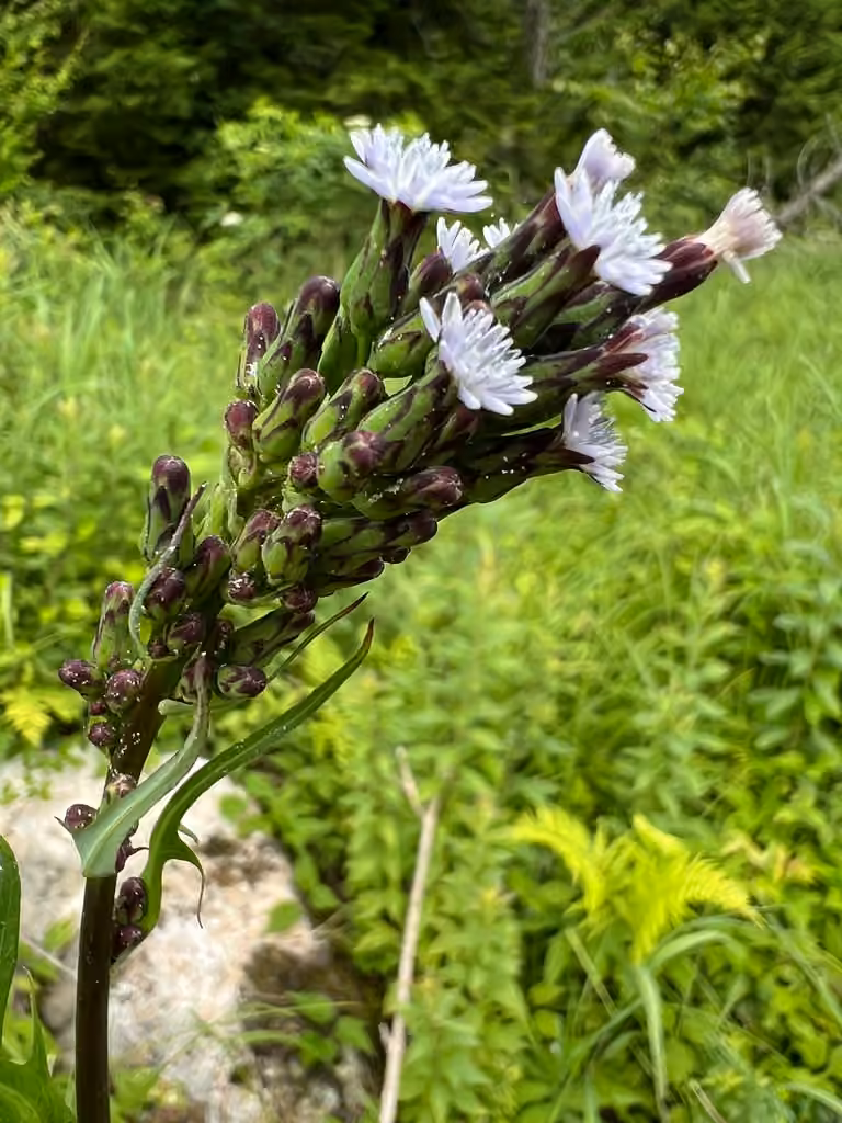 Laitue bisannuelle