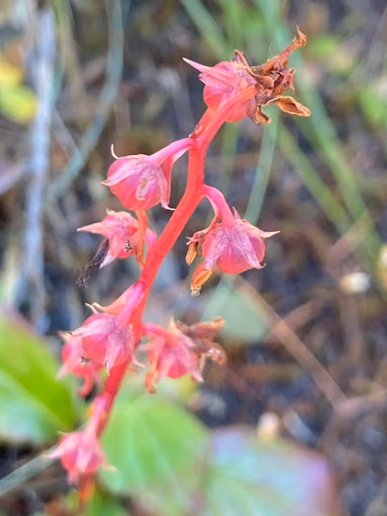 Bog wintergreen, In fruit