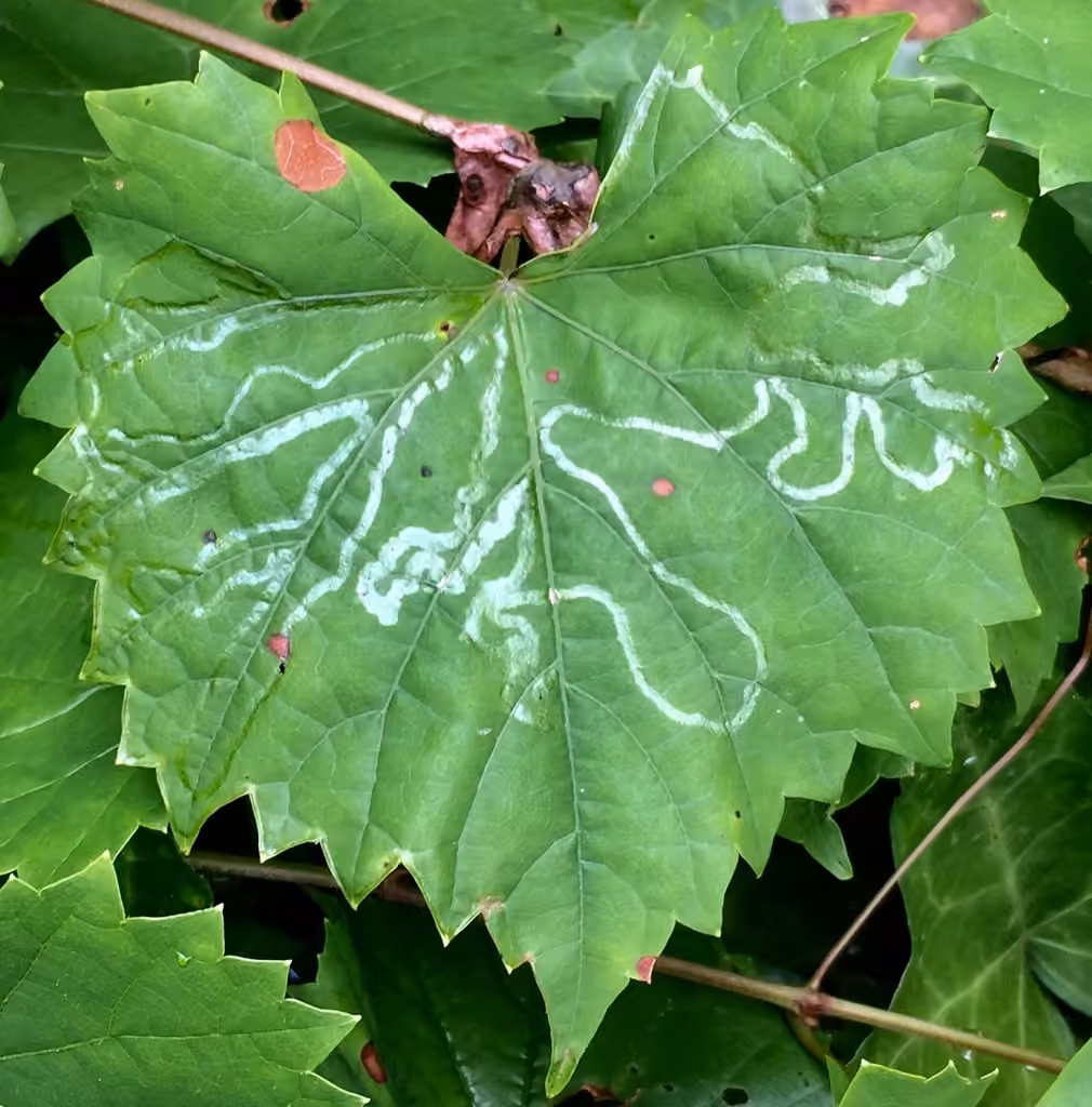 Phyllocnistis vitegenella, photo 3 sur 5