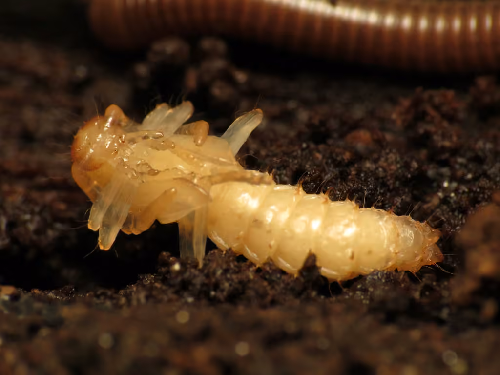 Canada Fire-colored Beetle, Pupa