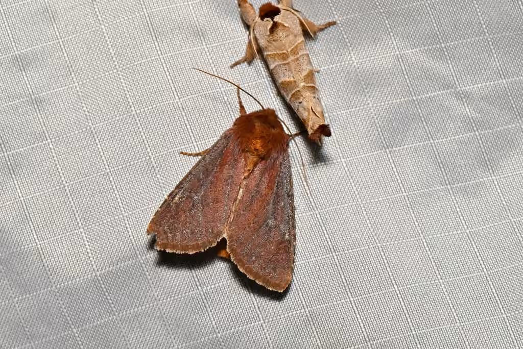 Maroonwing Moth, Adulte