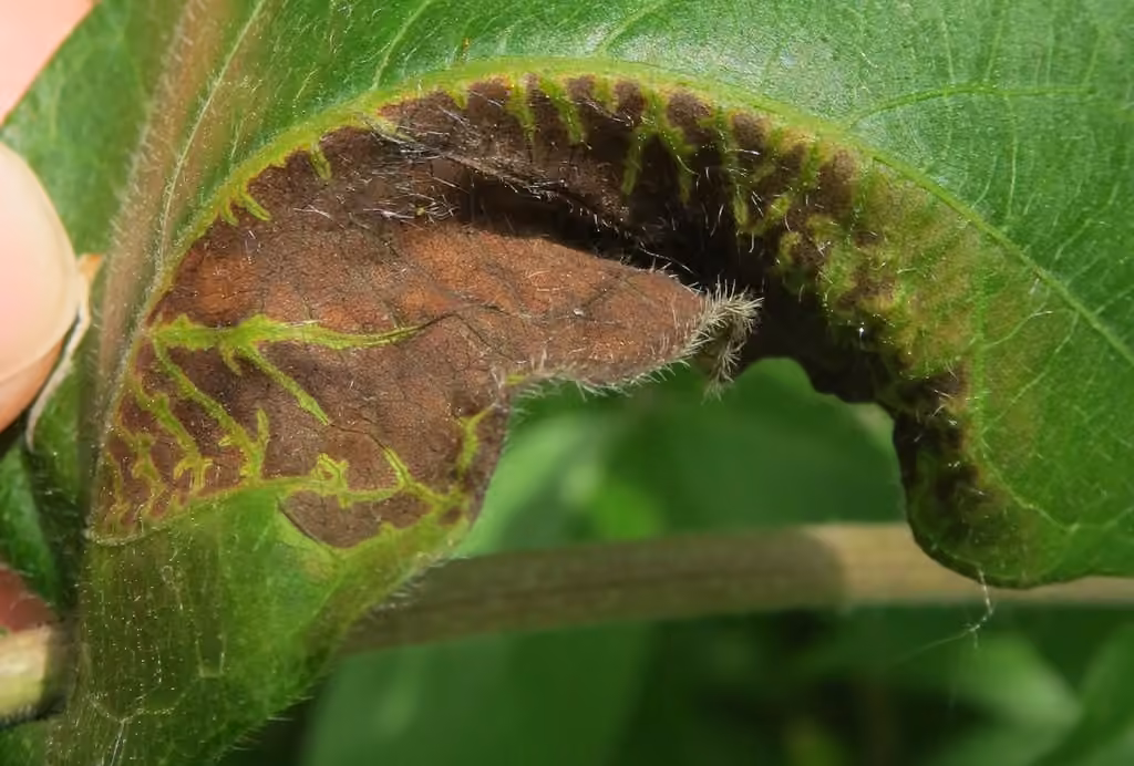 Honeysuckle Leaf Blight, photo 2 of 5