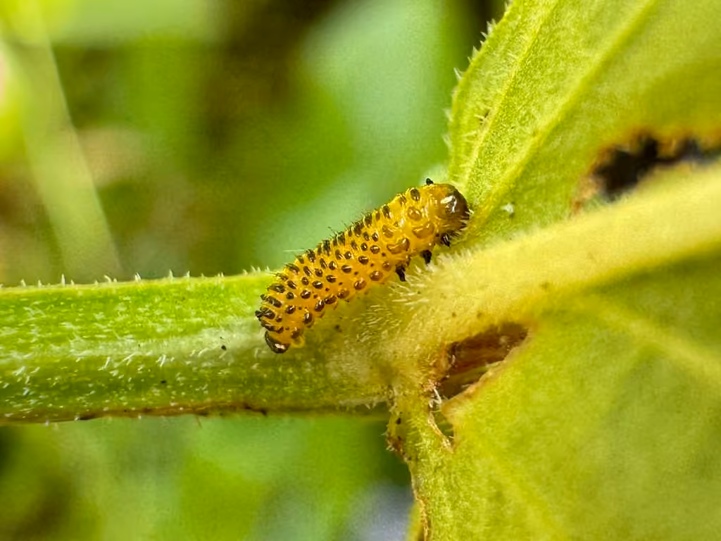 Black-margined Loosestrife Beetle, Larva