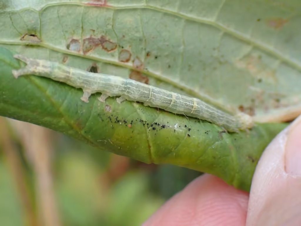 Maple Zale Moth, Chenille