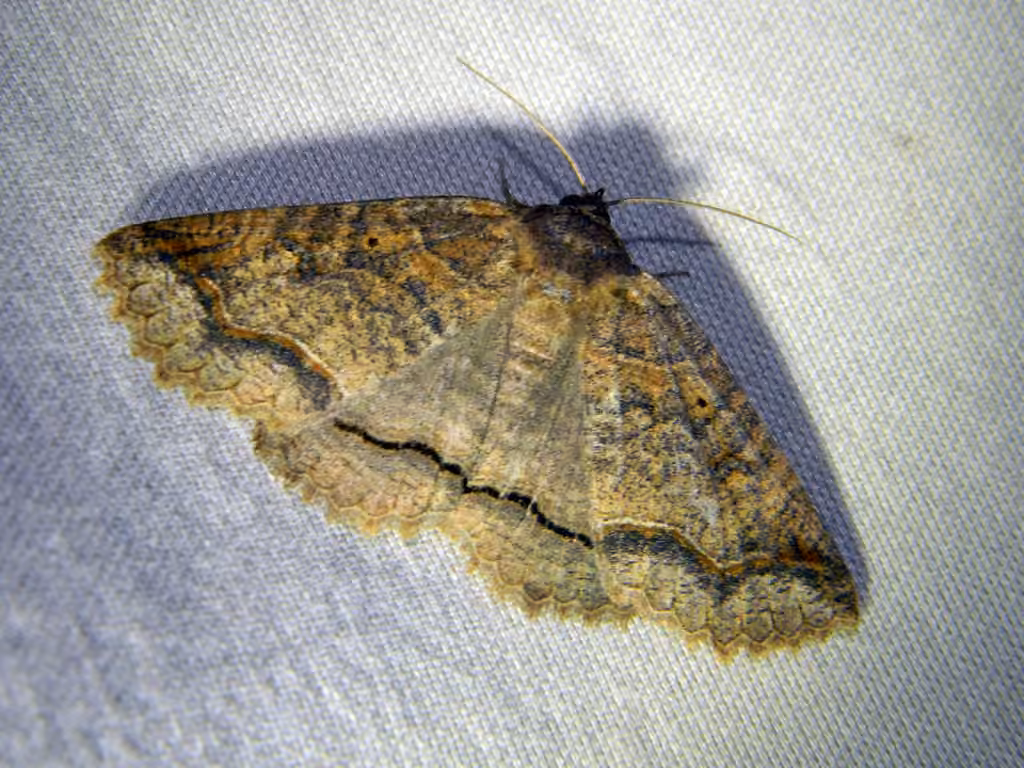 One-lined Zale Moth, Adulte