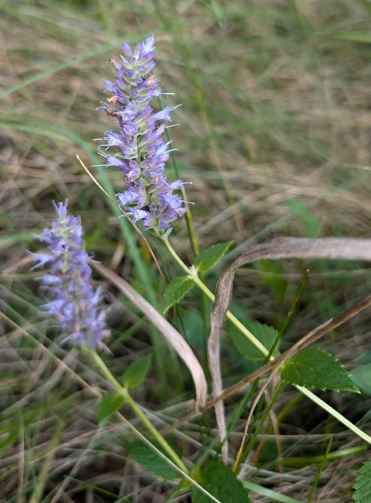 Blue giant hyssop