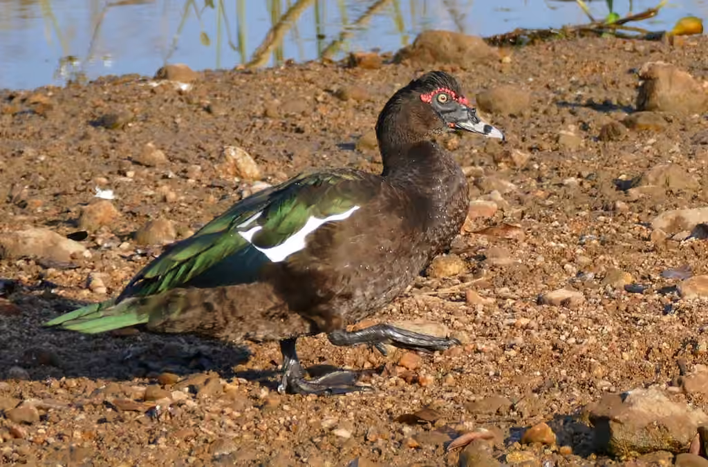 Canard musqué, photo 3 sur 5