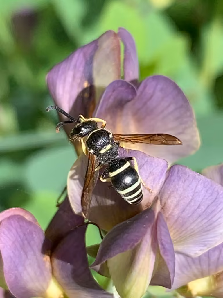 Walden’s Potter Wasp, Adult