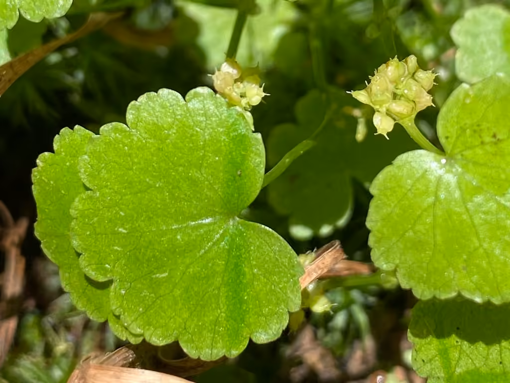 Hydrocotyle d'Amérique, En fruits