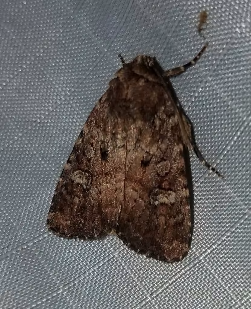 Goodell's Arches Moth, Adulte