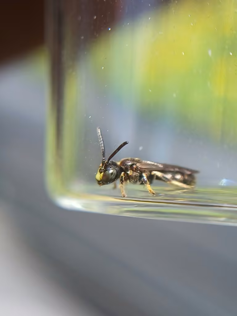 Eastern Bare-Miner, Male