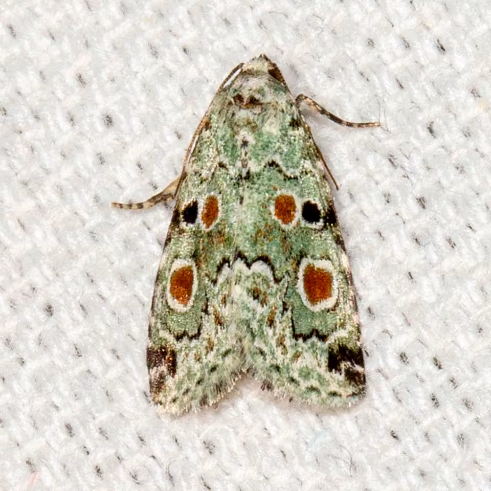 Red-spotted Glyph, photo 1 sur 5